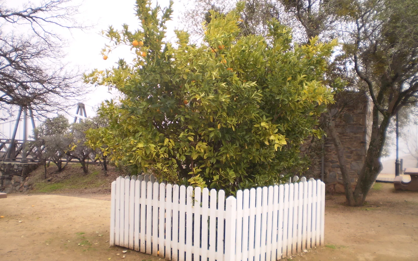 The Mother Orange Tree, the oldest living orange tree originally planted in 1856 in Northern California, now near Lake Oroville, California Historical Landmark #1043