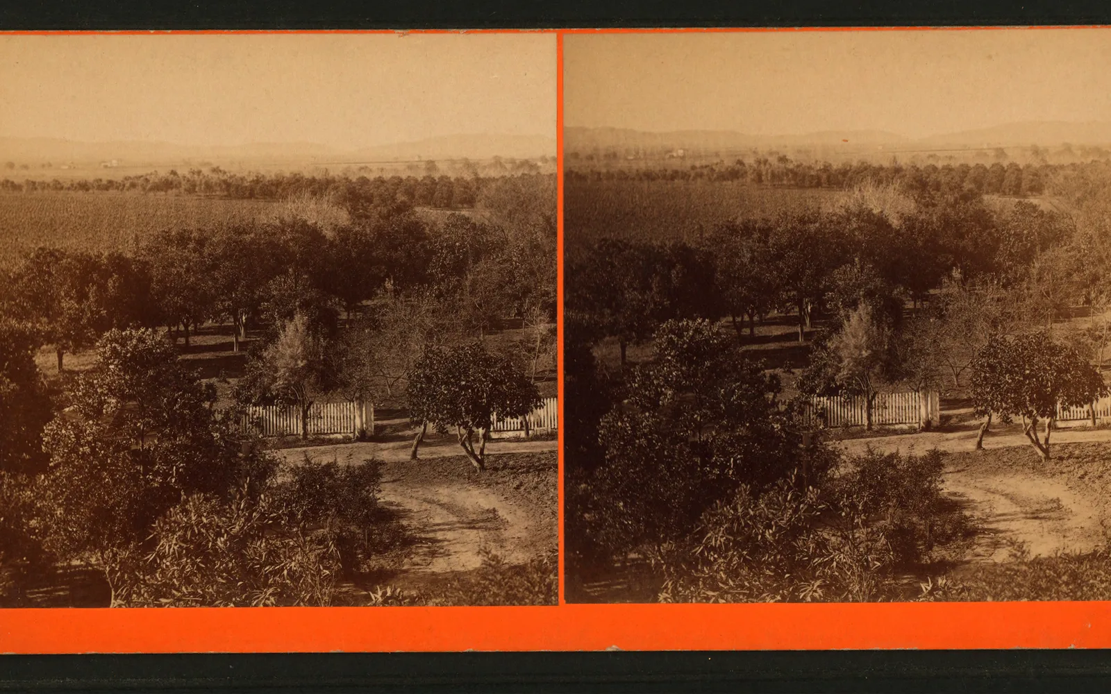 Historic photograph of California orange grove from the 1880s by Carleton E. Watkins, showing cultivated citrus trees in rows